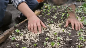 Étaler du marc de café au potager en avril provoque un ravage silencieux que beaucoup ignorent