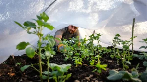 Vous bâchez tout votre potager aux Saints de Glace : un maraîcher m'a révélé les 3 seuls plants à couvrir