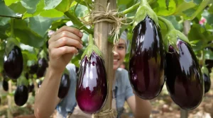 Aubergines : avec cette astuce, j’obtiens des récoltes record tout l’été au potager