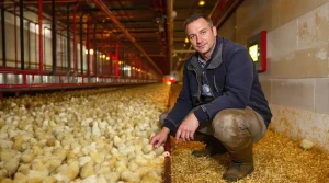 Dans les coulisses de la filière avicole dans l’Allier : ce que révèle vraiment la production