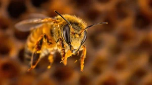 Entre danse, architecture et « abeilles tueuses » : 10 infos étonnantes sur les abeilles