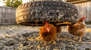 Fini les poules qui s’arrachent les plumes : ce vieux pneu recyclé règle tout en une après-midi