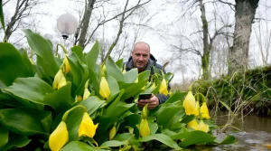 Interdite en Europe, cette plante gagne la Belgique : « Malgré ses fleurs, elle n’est pas la bienvenue »