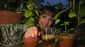 J’ai posé un simple verre près de mes plantes le soir : le lendemain, plus un seul moucheron chez moi