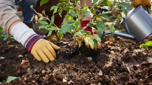 J’étalais du marc de café pour nourrir mes plants : en grattant la croûte, j’ai compris pourquoi ils mouraient de soif