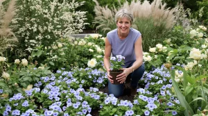 Jardin : cette vivace bleue, désignée « plante du siècle », se plante au printemps sans soin