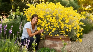 La plante de la semaine : cet arbuste méconnu fleurit jaune vif, sent le miel et résiste sans eau