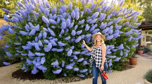 La plante de la semaine : venue de Californie, elle adore le soleil et couvre le jardin d’un bleu saisissant