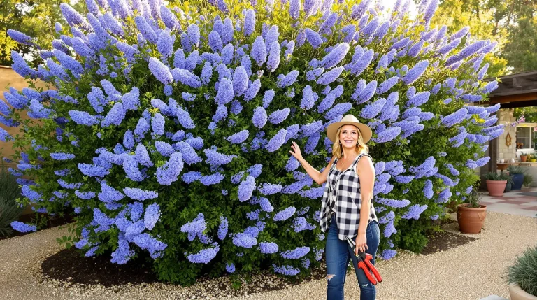 La plante de la semaine : venue de Californie, elle adore le soleil et couvre le jardin d’un bleu saisissant La plante de la semaine : venue de Californie, elle adore le soleil et couvre le jardin d’un bleu saisissant