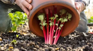 Le forçage de la rhubarbe : une méthode facile pour des tiges précoces et gourmandes