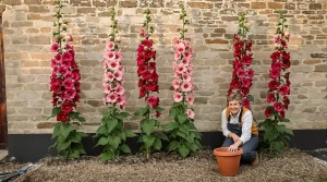 Les anciens plantaient des roses trémières contre le mur : voici ce qu’elles font vraiment au sol