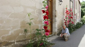 Pourquoi les anciens plantaient des roses trémières contre les murs : la raison oubliée depuis 3 générations