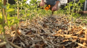 Pourquoi les jardiniers abandonnent le buttage des pommes de terre : ils font ça et récoltent sans effort