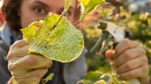 Pucerons au jardin : les gestes simples qui sauvent vos plantes ce printemps, voici pourquoi
