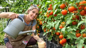Tomates plus grosses et plus savoureuses : ajoutez 3 cuillères de ce produit à l’eau pour comprendre pourquoi