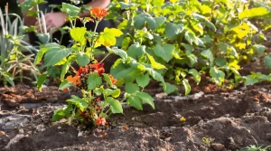 Plante martyre : l’astuce naturelle des jardiniers qui protège le potager, voici pourquoi